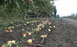 Roada modestă de mere și cheltuielile mari îi fac pe unii agricultori să lucreze în pierdere