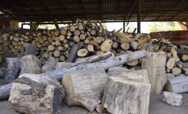 Un ocol silvic din țară a rămas fără lemn de vînzare