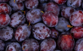 Producția de prune va crește în Moldova