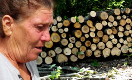 Autoritățile din Sângerei nemulțumite de cum sunt distribuite lemnele
