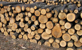 Locuitorii raionului Hîncești se plîng de prețul lemnului pentru foc