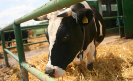 Noua Zeelandă interzice exporturile de animale vii începînd cu aprilie 2023