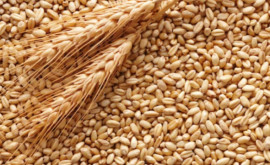 В Молдове объявлен новый тендер на закупку пшеницы 