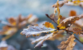 Приближаются холода Метеорологи объявили желтый уровень в связи с заморозками