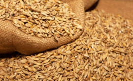 Цена на пшеницу выросла после вчерашних взрывов Экспорт зерна под вопросом