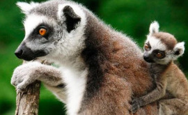 Сразу 4 пары двойняшек принесли лемуры в зоопарке в Новой Зеландии
