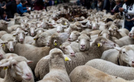 Парад парнокопытных более тысячи овец прогулялись по центру Мадрида