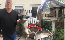 Британец поймал в своем саду крысу размером с собаку