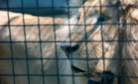 В Сиднее из зоопарка сбежали пять львов