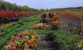 Ноябрь месяц посадки деревьев Заинтересованные могут связаться с Moldsilva