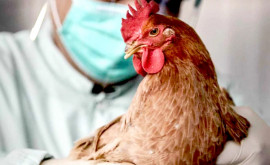 Risc de gripă aviară în Republica Moldova pe fundalul migrației păsărilor sălbatice