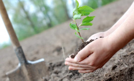 60000 de arbori și arbuști vor fi plantați în Chișinău