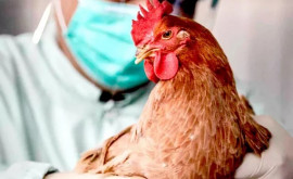В Теленештах отмечена вспышка птичьего гриппа