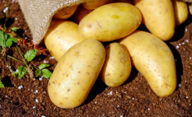 Prețurile la cartofii de calitate scăzută în R Moldova rămîn la același nivel