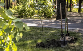 Campania de plantare a arborilor este în plină desfășurare la Chișinău Lista adreselor unde vor fi sădiți copaci