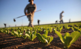 Мнение Экологическое сельское хозяйство могло бы стать решением существующих проблем в аграрном секторе