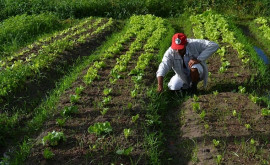 Agricultura antrenează în activitatea zilnică peste 21 din populaţia aptă de muncă