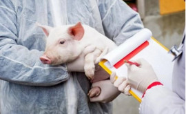 Un nou caz de pestă porcină africană a fost depistat în raionul Nisporeni
