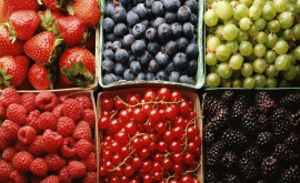 Сектор производства ягод в Молдове ищет решения для диверсификации рынков и повышения конкурентоспособности