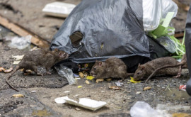 Неприятные последствия ковида Страсбург атакуют крысы