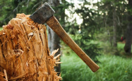 Незаконные вырубки деревьев в Каушанах какие штрафы грозят нарушителям