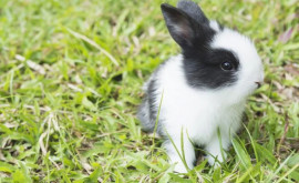Десятками кроликов разных пород можно полюбоваться в зоопарке под Кишиневом