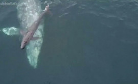 O balenă cenușie a dat naștere unui pui chiar lîngă barca unor turiști