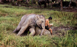 Трогательные фотографии показывающие тесную связь между животными и людьми 