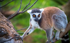 Fauna sălbatică unică din Madagascar amenințată de dispariție