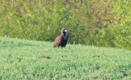 Ce sa întîmplat cu vulturul negru Djuranlyi observat în Moldova 