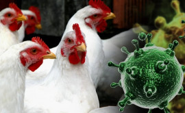 ANSA implementează un Program Național de control al gripei aviare