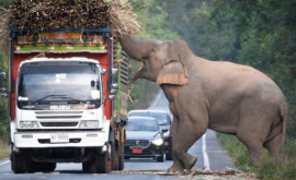 Un elefant lacom și leneș oprește în trafic camioanele cu trestie de zahăr ca să mănînce
