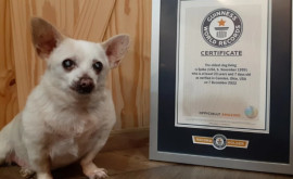 Книга рекордов Гиннесса назвала самую старую собаку в мире