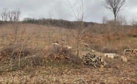 Леса Молдовы в постоянной опасности Призыв фонда Ecodava
