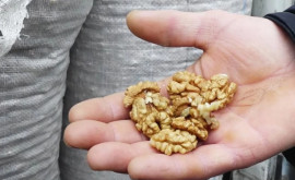 Жители севера Молдовы возмущены ценами на ядро грецкого ореха