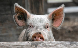 Focare de pestă porcină africană detectate în Moldova