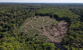 Более трети оставшихся тропиков Амазонии деградируют изза человеческой деятельности