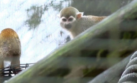 12 maimuţeveveriţă furate de la o grădină zoologică