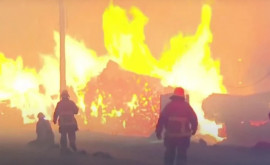 Chile Incendiile forestiere au distrus sute de locuinţe şi periclitează cea mai mică specie de cerb din lume