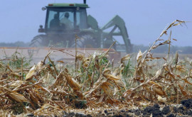 2022й стал в истории Молдовы годом самого большого сельскохозяйственного спада