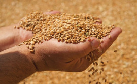 Молдова увеличила объем экспорта зерновых 