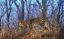 Papa de la Roma a luat sub protecția sa un leopard din Primorye