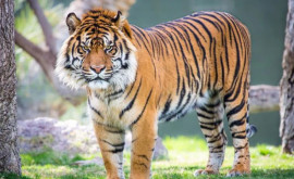 Doi pui de tigru de Sumatra sau născut la Grădina Zoologică din Marea Britanie