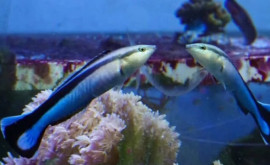Рыбы некоторых видов узнают свое отражение в зеркале