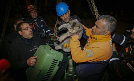 В Турции остановили снос здания чтобы спасти застрявшую под его завалами кошку 