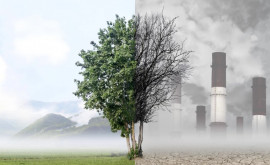 Как загрязненный воздух влияет на организм человека