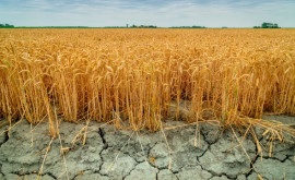Эксперты Риск засухи в Молдове очень высок