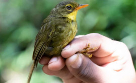  După o absență de 24 de ani o pasăre rară a reapărut în Madagascar 