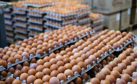 MAEIE salută decizia UE privind liberalizarea exportului de carne și ouă din RM