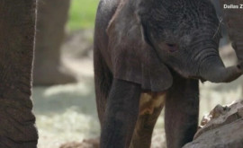 Зоопарк Далласа в семье африканских слонов пополнение